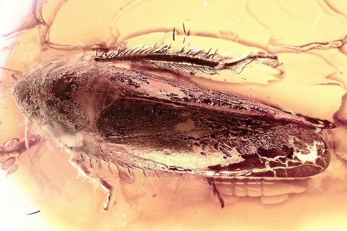 Detailed Fossil Leafhopper (Cicadellidae) In Baltic Amber #352737